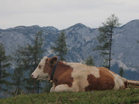 auf der Alm